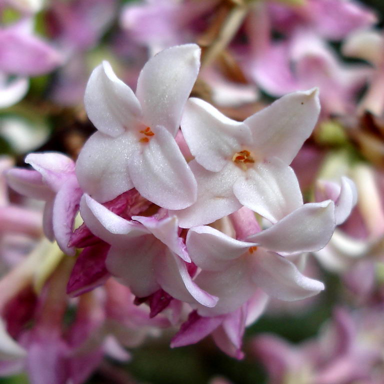 winter daphne,rui xiang,duftender Seidelbas,jinchōge